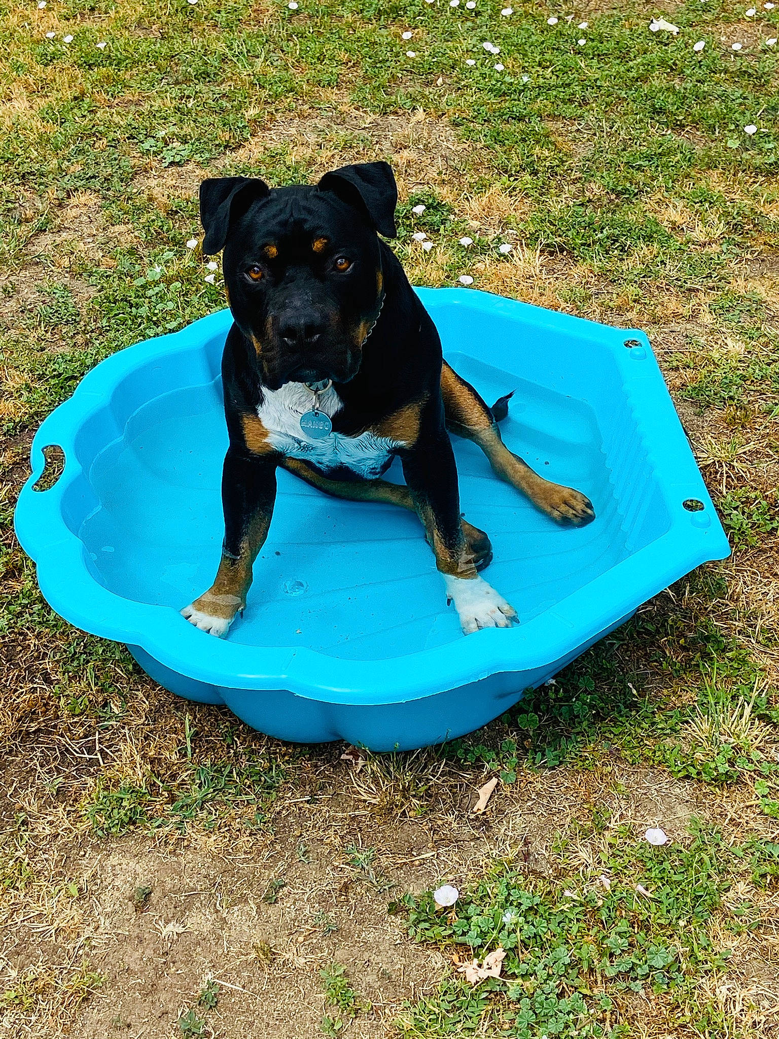 Mango participe au concours pour gagner de l'argent avec cette photo : carnivore, circle, companion_dog, dog, dog_breed, dog_supply, electric_blue, fun, grass, leisure, liquid, pet_supply, recreation, sporting_group, terrestrial_animal, water, working_animal, working_dog