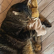 Blue participe au concours pour gagner de l'argent avec cette photo : cat, tabby_cat, stuffed_toy, bunny, toy, blanket, striped, sleeping, cozy, fur, whiskers, paws, cute, pet, nap, indoor, close_up, resting, animal, soft