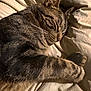 Blue participe au concours pour gagner de l'argent avec cette photo : cat, tabby, sleeping, pet, animal, fur, whiskers, bed, blanket, cozy, relaxation, indoor, nap, rest, mammal, cute, domestic, feline, soft, peaceful