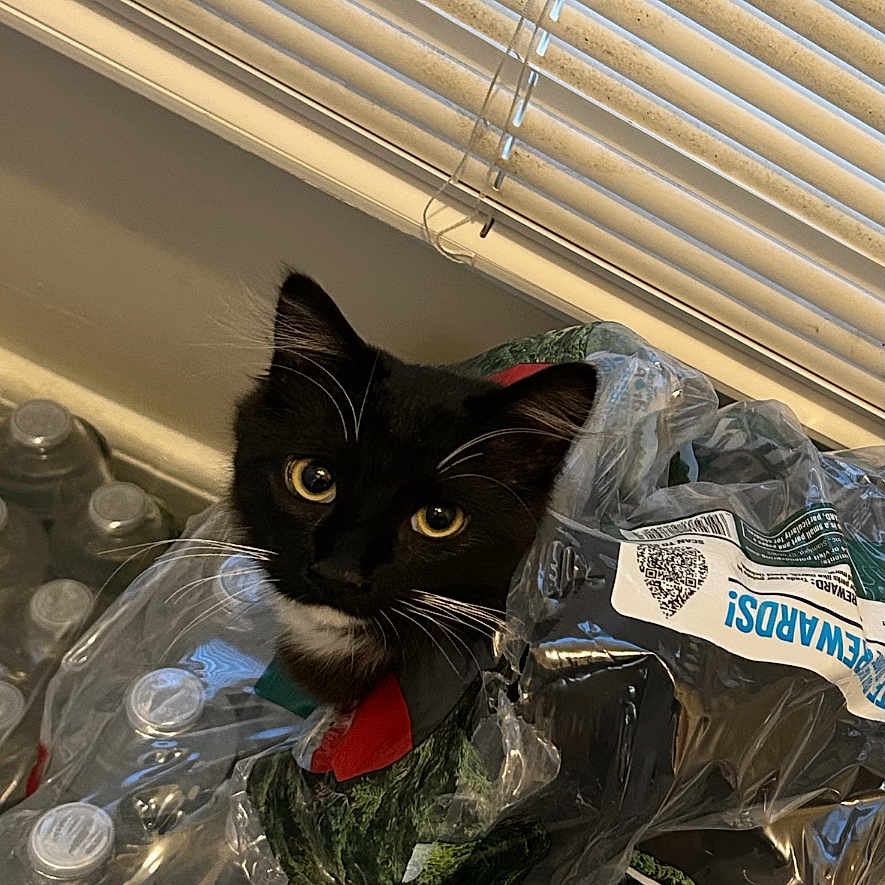 Luna is registered to the contest to win money with this photo: animal, black_and_white, black_cat, cat, closeup, container, curious, eyes, face, fur, household, indoor, looking, packaging, pet, plastic, playful, water_bottles, whiskers, window_blinds