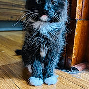 Luna is registered to the contest to win money with this photo: kitten, cat, black_and_white, fluffy, whiskers, indoor, wooden_floor, curious, pet, animal, young, feline, cute, small, sitting, fur, portrait, closeup, domestic, adorable