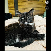 Luna is registered to the contest to win money with this photo: animal, black_cat, blanket, cat, cozy, cute, ears, eyes, feline, fluffy, home, indoor, pet, portrait, relaxed, resting, soft_texture, whiskers, white_fur, wooden_wall