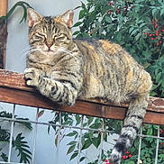Zoom Zoom joined the competition — help win amazing prizes! cat, tabby_cat, pet, feline, whiskers, tail, paws, striped, resting, perched, fence, railing, plant, leaves, berries, outdoor, portrait, domestic_cat, sleepy, closeup