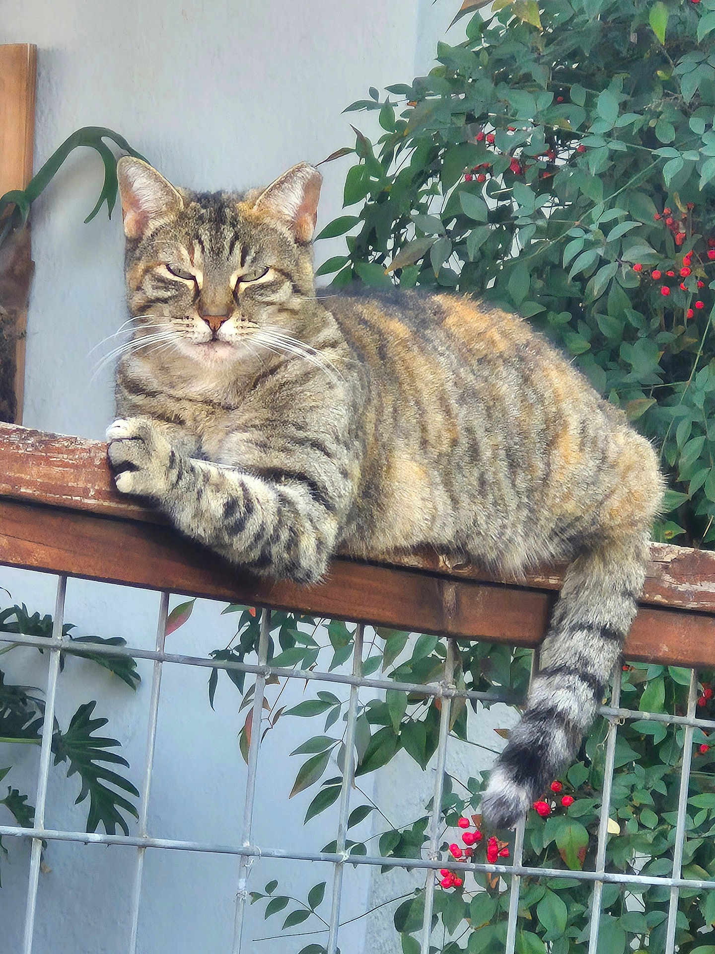 Zoom Zoom joined the competition — help win amazing prizes! cat, tabby_cat, pet, feline, whiskers, tail, paws, striped, resting, perched, fence, railing, plant, leaves, berries, outdoor, portrait, domestic_cat, sleepy, closeup