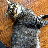 Greyson joined the competition — help win amazing prizes! cat, tabby, pet, animal, feline, fur, whiskers, floor, wooden_floor, indoor, curious, lying_down, wide_eyes, green_eyes, close_up, domestic_cat, mammal, relaxed, cute, fluffy