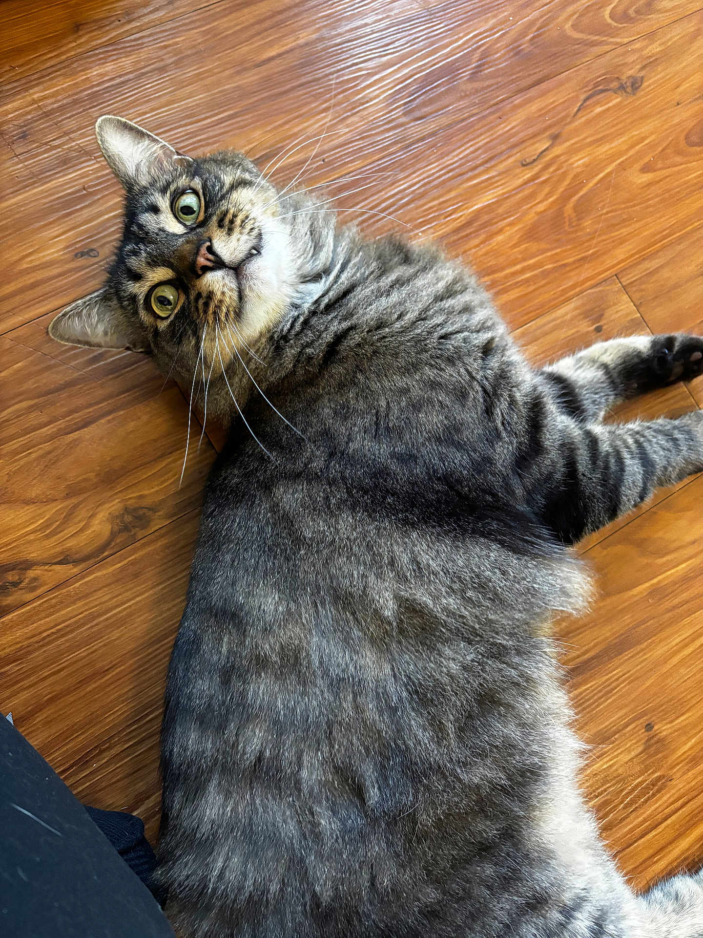 Greyson joined the competition — help win amazing prizes! cat, tabby, pet, animal, feline, fur, whiskers, floor, wooden_floor, indoor, curious, lying_down, wide_eyes, green_eyes, close_up, domestic_cat, mammal, relaxed, cute, fluffy