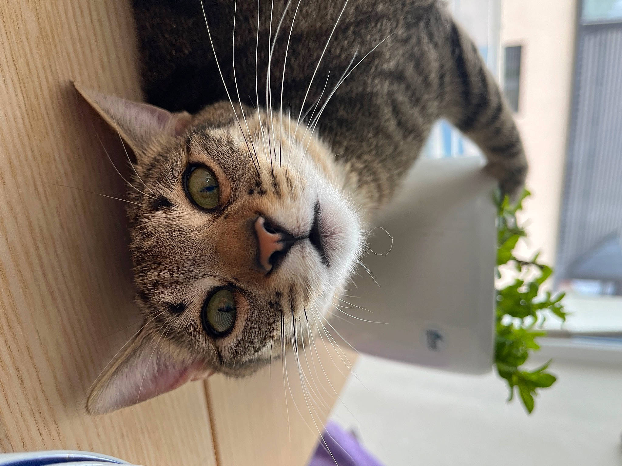 Lola participe au concours pour gagner de l'argent avec cette photo : carnivore, cat, claw, collar, comfort, domestic_short_haired_cat, ear, eye, eyelash, fawn, felidae, fur, paw, pet_supply, plant, small_to_medium_sized_cats, snout, tail, tree, whiskers