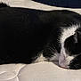 Scout a rejoint le concours — aidez-le/la à gagner de superbes lots ! black_and_white, cat, close_up, cozy, domestic_cat, fur, head, indoor, mattress, nap, pattern, pet, relaxing, resting, side_view, sleeping, soft_lighting, tuxedo_cat, upholstery, whiskers