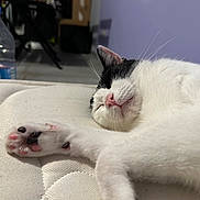 Scout a rejoint le concours — aidez-le/la à gagner de superbes lots ! bedroom, black_markings, bottle, cat, close_up, cozy, indoor, mattress, nap, paw, paw_pads, pet, pink_nose, relaxed, shallow_depth_of_field, sleeping_cat, soft_texture, water_bottle, whiskers, white_fur