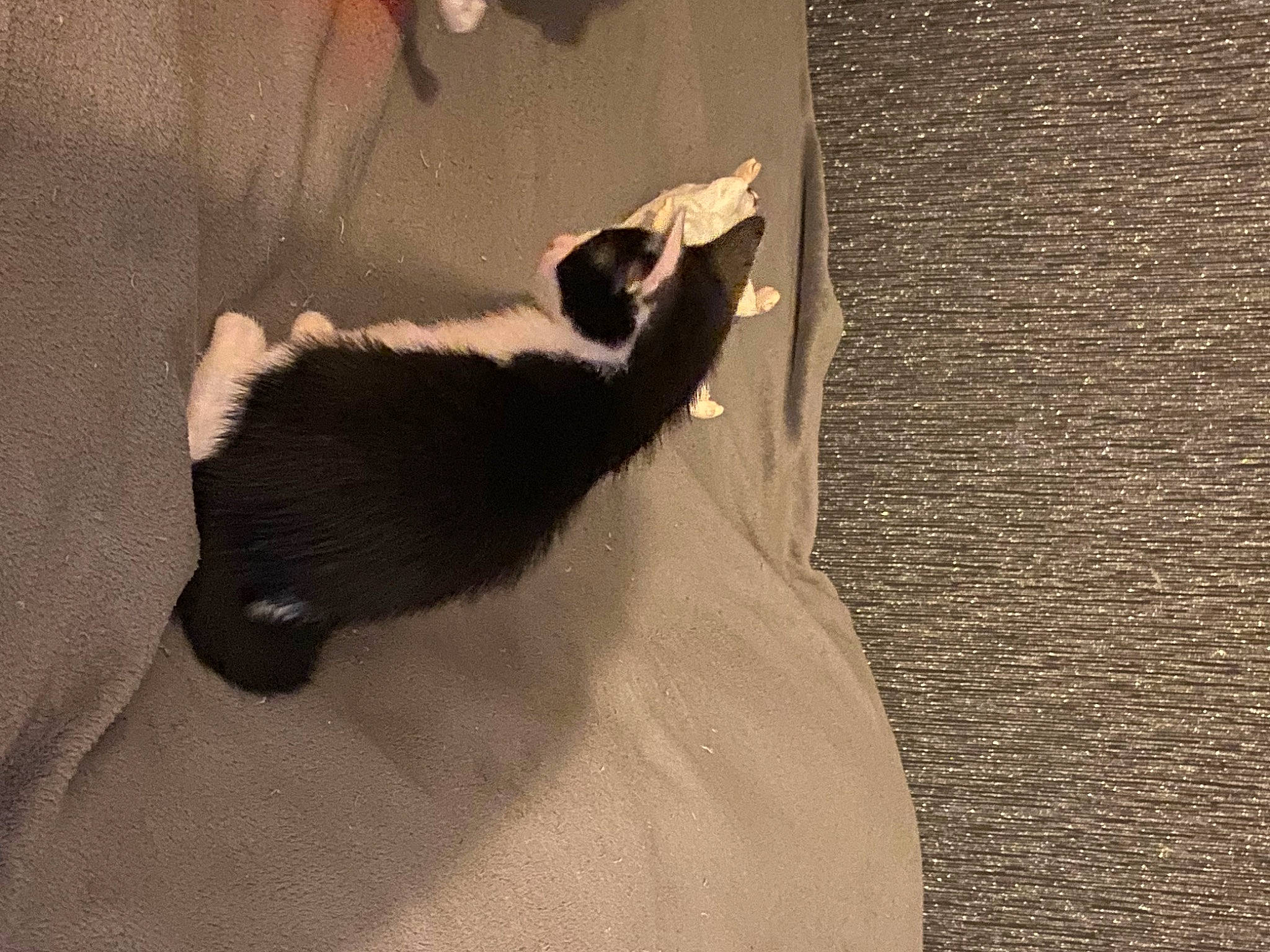 Scout participe au concours pour gagner de l'argent avec cette photo : beige, black_cat, brown, canidae, carnivore, cat, comfort, dog_breed, domestic_short_haired_cat, felidae, grey, linens, paw, small_to_medium_sized_cats, snout, tail, textile, tints_and_shades, whiskers, wood