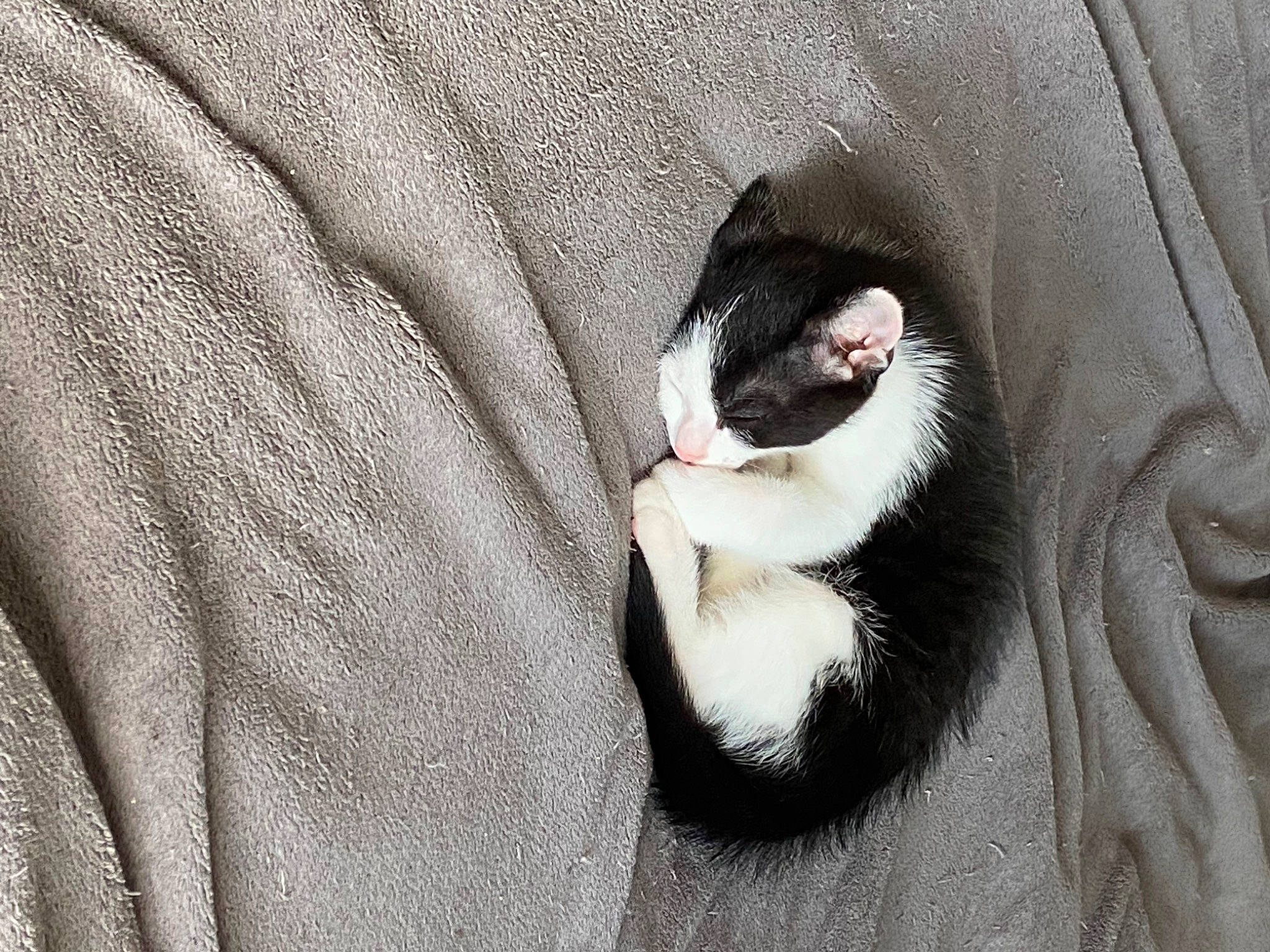 Scout a rejoint le concours — aidez-le/la à gagner de superbes lots ! ball, carnivore, cat, comfort, domestic_short_haired_cat, eyelash, felidae, fur, grey, human_leg, linens, paw, sleeve, small_to_medium_sized_cats, snout, tail, terrestrial_animal, whiskers, window, wood