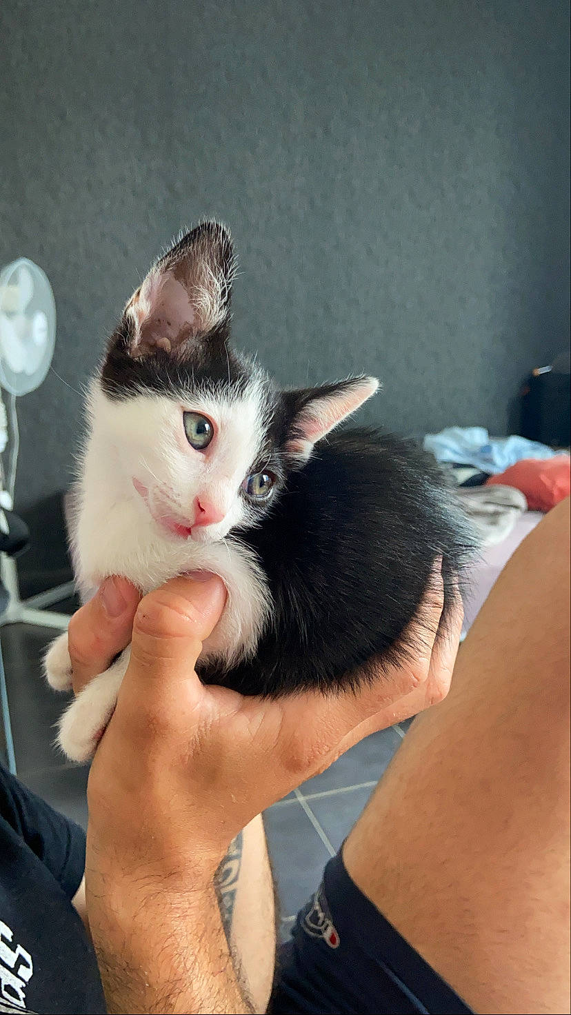 Scout participe au concours pour gagner de l'argent avec cette photo : arm, carnivore, cat, comfort, ear, eye, eyebrow, eyelash, felidae, finger, gesture, hair, hand, head, iris, lap, nail, nose, small_to_medium_sized_cats, whiskers