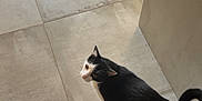Scout a rejoint le concours — aidez-le/la à gagner de superbes lots ! black_and_white_cat, cat, ceramic_tiles, curious, domestic_cat, floor, furniture_edge, home_interior, indoor, looking_up, paws, pet, portrait, shadow, sunlight, tail, texture, tiled_floor, vertical_photo, whiskers