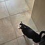black_and_white_cat, cat, ceramic_tiles, curious, domestic_cat, floor, furniture_edge, home_interior, indoor, looking_up, paws, pet, portrait, shadow, sunlight, tail, texture, tiled_floor, vertical_photo, whiskers
