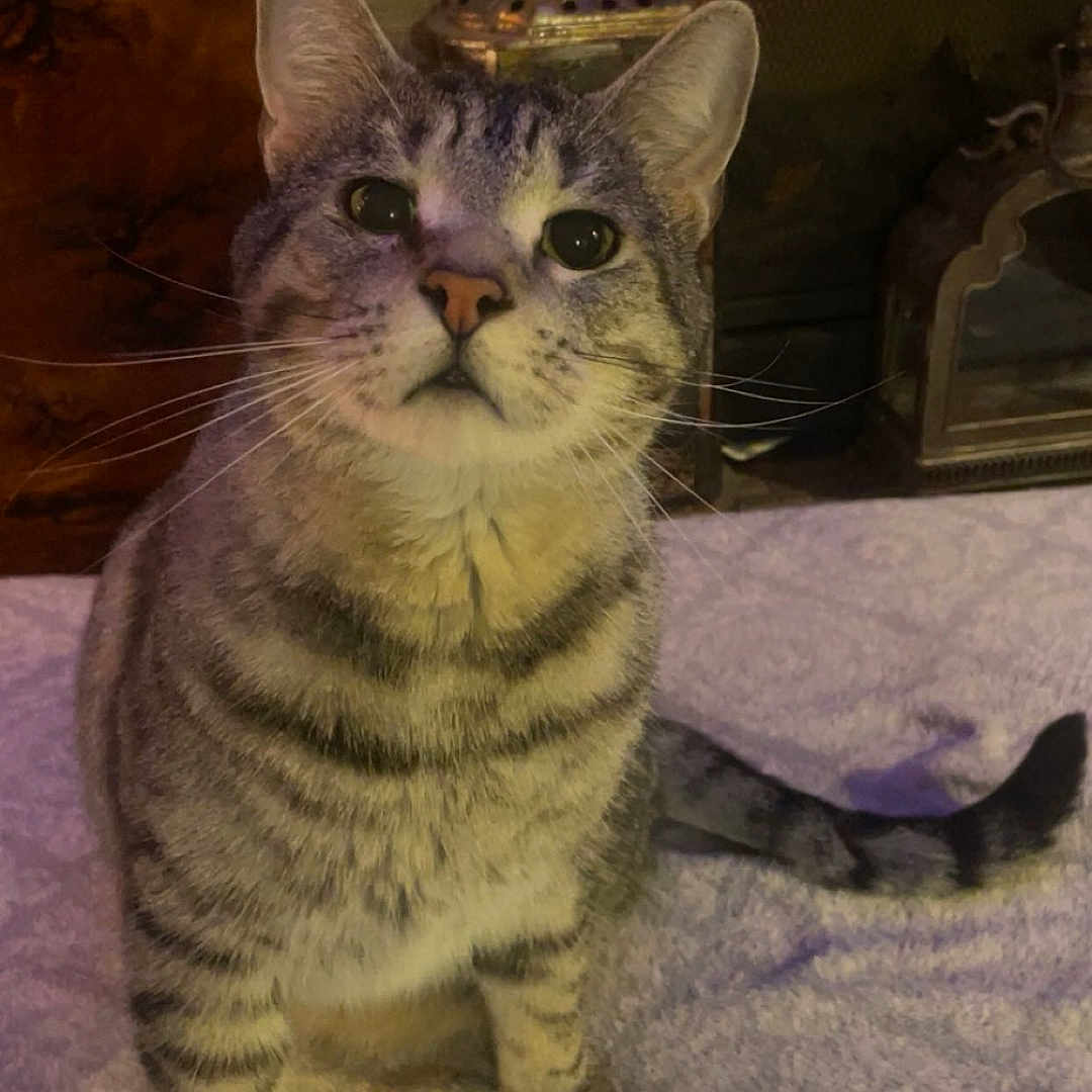 Rocky is registered to the contest to win money with this photo: animal, cat, closeup, cozy, curious, dim_lighting, domestic, feline, holiday, indoor, lantern, looking_up, pet, spider_man, stocking, tabby, tail, texture, whiskers, wooden_furniture