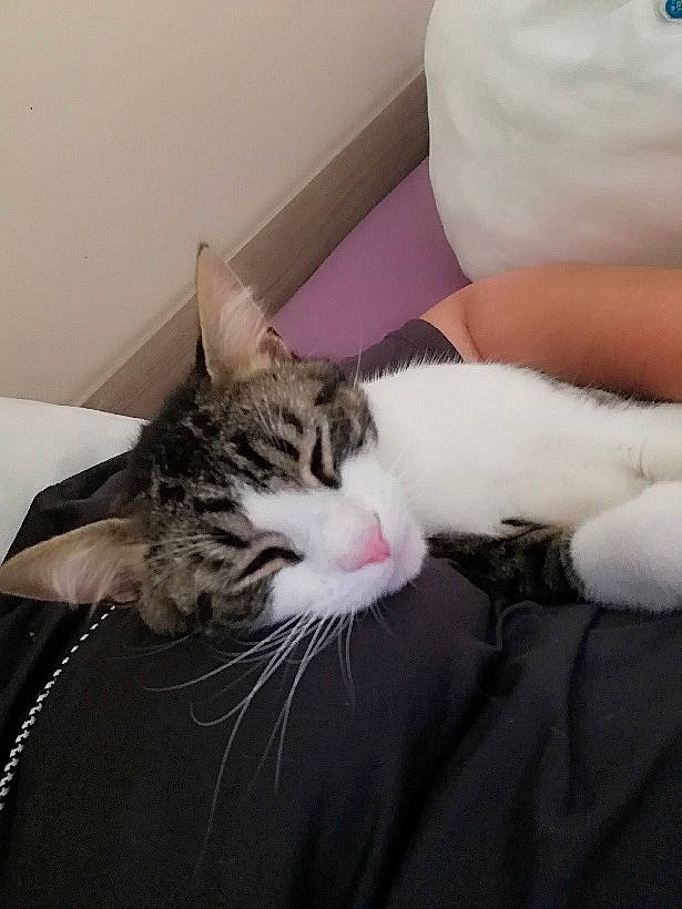 Tresor a rejoint le concours — aidez-le/la à gagner de superbes lots ! carnivore, cat, claw, comfort, domestic_short_haired_cat, ear, felidae, fur, human_leg, lap, nap, paw, small_to_medium_sized_cats, snout, tail, whiskers