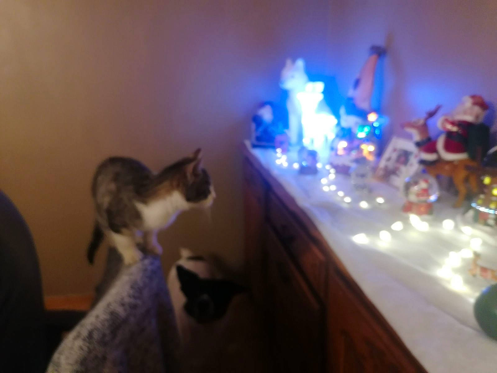 Tresor a rejoint le concours — aidez-le/la à gagner de superbes lots ! carnivore, cat, darkness, domestic_short_haired_cat, entertainment, event, felidae, fun, fur, music_venue, night, purple, room, sitting, small_to_medium_sized_cats, table, tableware, tail, tree, whiskers