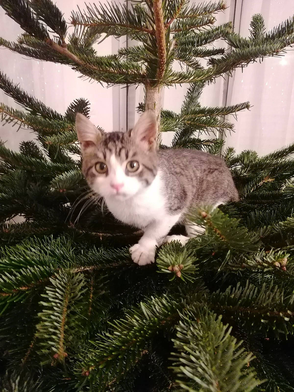 Tresor a rejoint le concours — aidez-le/la à gagner de superbes lots ! carnivore, cat, christmas, christmas_decoration, christmas_ornament, christmas_tree, evergreen, fawn, felidae, grass, holiday_ornament, larch, ornament, plant, small_to_medium_sized_cats, tail, tree, twig, whiskers, wood