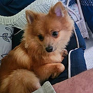 Layla joined the competition — help win amazing prizes! puppy, dog, orange_fur, fluffy, small_dog, portrait, cute, sitting, resting, indoors, blanket, cushion, wicker_chair, blue_fabric, pet, animal, face, ears, tail, snuggling