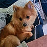 puppy, dog, orange_fur, fluffy, small_dog, portrait, cute, sitting, resting, indoors, blanket, cushion, wicker_chair, blue_fabric, pet, animal, face, ears, tail, snuggling