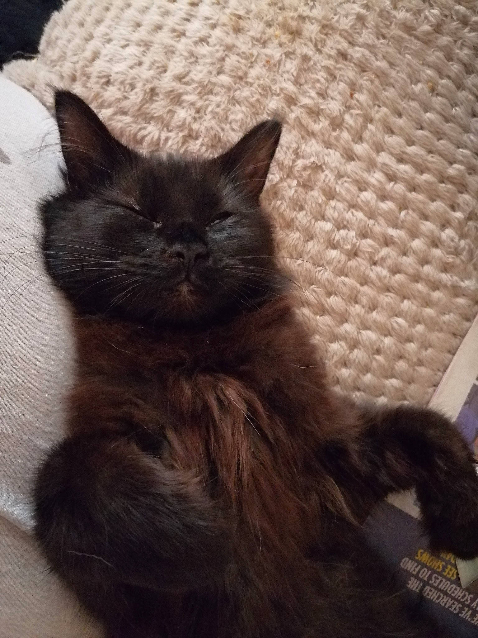 Raven joined the competition — help win amazing prizes! black_cat, brown, carnivore, cat, claw, comfort, domestic_short_haired_cat, felidae, flooring, fur, grey, hardwood, paw, small_to_medium_sized_cats, snout, tail, terrestrial_animal, whiskers, wood