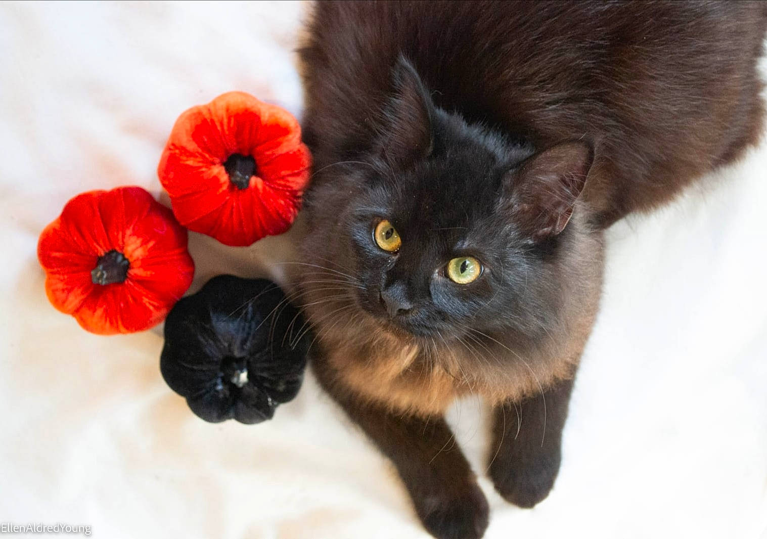 Raven joined the competition — help win amazing prizes! annual_plant, black_cat, bombay, carnivore, cat, claw, comfort, domestic_short_haired_cat, fawn, felidae, flower, flowering_plant, fur, paw, petal, plant, small_to_medium_sized_cats, snout, tail, whiskers