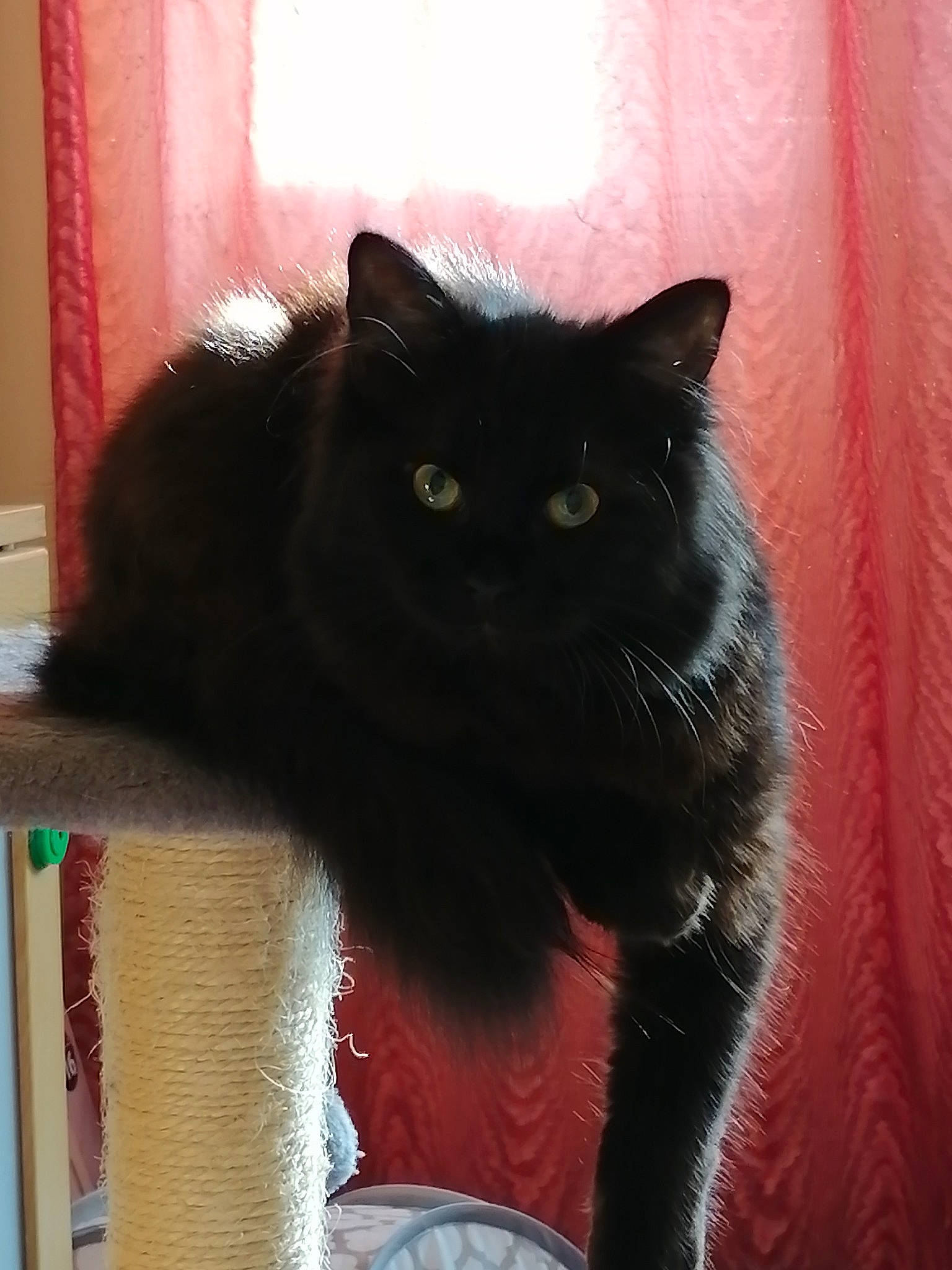 Raven joined the competition — help win amazing prizes! black_cat, bombay, carnivore, cat, cat_furniture, cat_supply, chartreux, claw, domestic_short_haired_cat, felidae, fur, paw, pet_supply, small_to_medium_sized_cats, snout, tail, whiskers, window