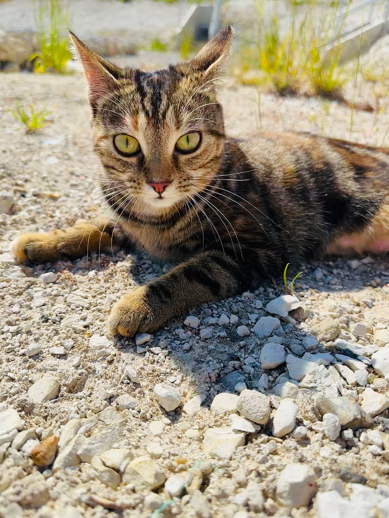 Angel joined the competition — help win amazing prizes! asphalt, carnivore, cat, claw, domestic_short_haired_cat, eye, fawn, felidae, fur, grass, paw, plant, road_surface, small_to_medium_sized_cats, snout, soil, tail, terrestrial_animal, whiskers, window