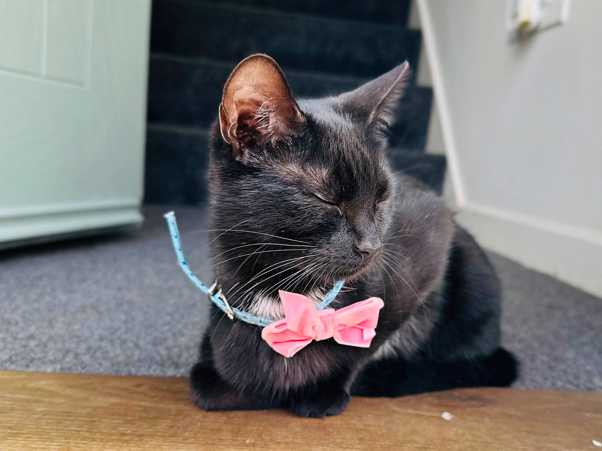 Tux is registered to the contest to win money with this photo: black_cat, carmine, carnivore, cat, cat_toy, claw, collar, comfort, dog_breed, domestic_short_haired_cat, felidae, flooring, fur, grey, hardwood, paw, small_to_medium_sized_cats, snout, tail, whiskers