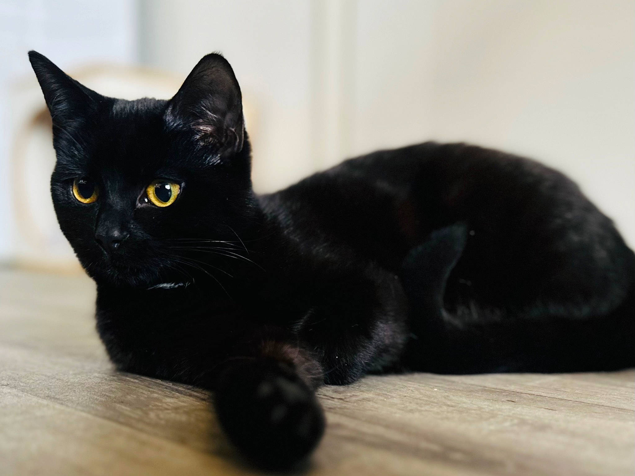Princess joined the competition — help win amazing prizes! black_cat, bombay, carnivore, cat, comfort, domestic_short_haired_cat, felidae, fur, grey, hardwood, paw, small_to_medium_sized_cats, snout, tail, terrestrial_animal, whiskers, wood