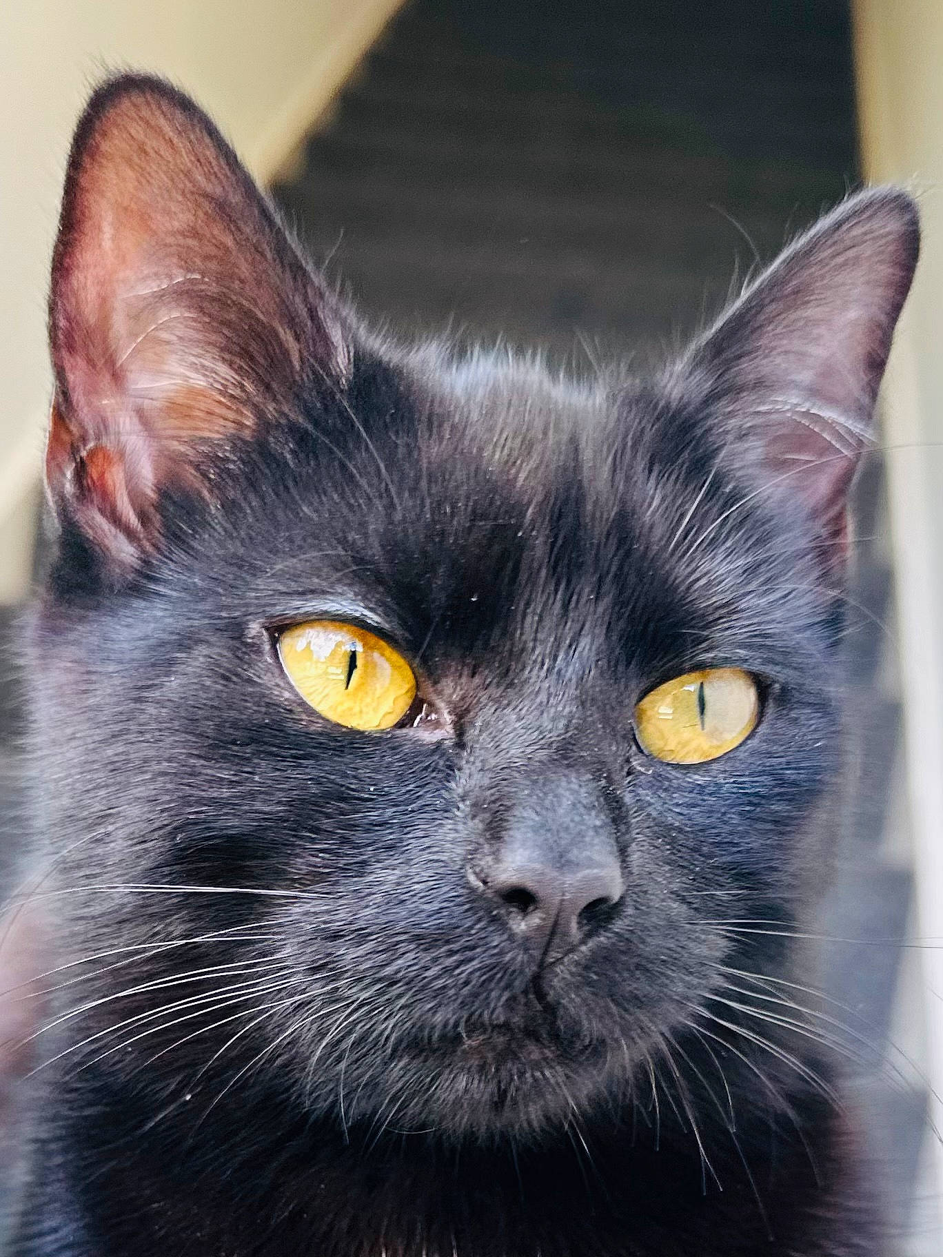 Princess joined the competition — help win amazing prizes! black_cat, bombay, carnivore, cat, close_up, domestic_short_haired_cat, eye, felidae, fur, havana_brown, iris, small_to_medium_sized_cats, snout, terrestrial_animal, whiskers