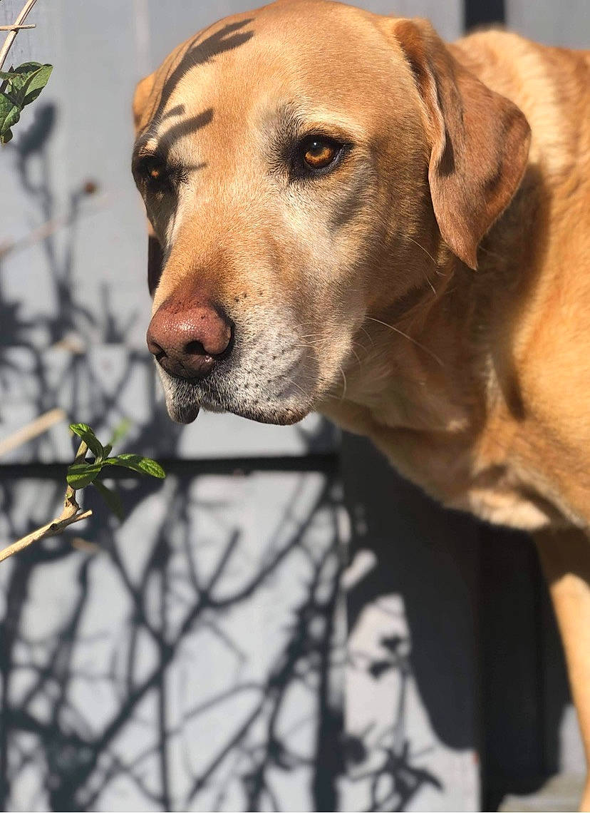 Bailey is registered to the contest to win money with this photo: canidae, carnivore, collar, companion_dog, dog, dog_breed, dog_collar, dog_supply, fawn, fur, gun_dog, hound, liver, pet_supply, retriever, snout, twig, whiskers, working_animal, working_dog