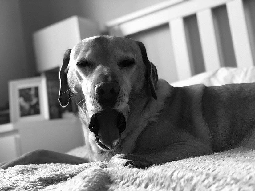 Bailey is registered to the contest to win money with this photo: black_and_white, canidae, carnivore, comfort, companion_dog, dog, dog_breed, dog_supply, fawn, fur, grey, gun_dog, monochrome, monochrome_photography, retriever, snout, sporting_group, style, whiskers, working_animal