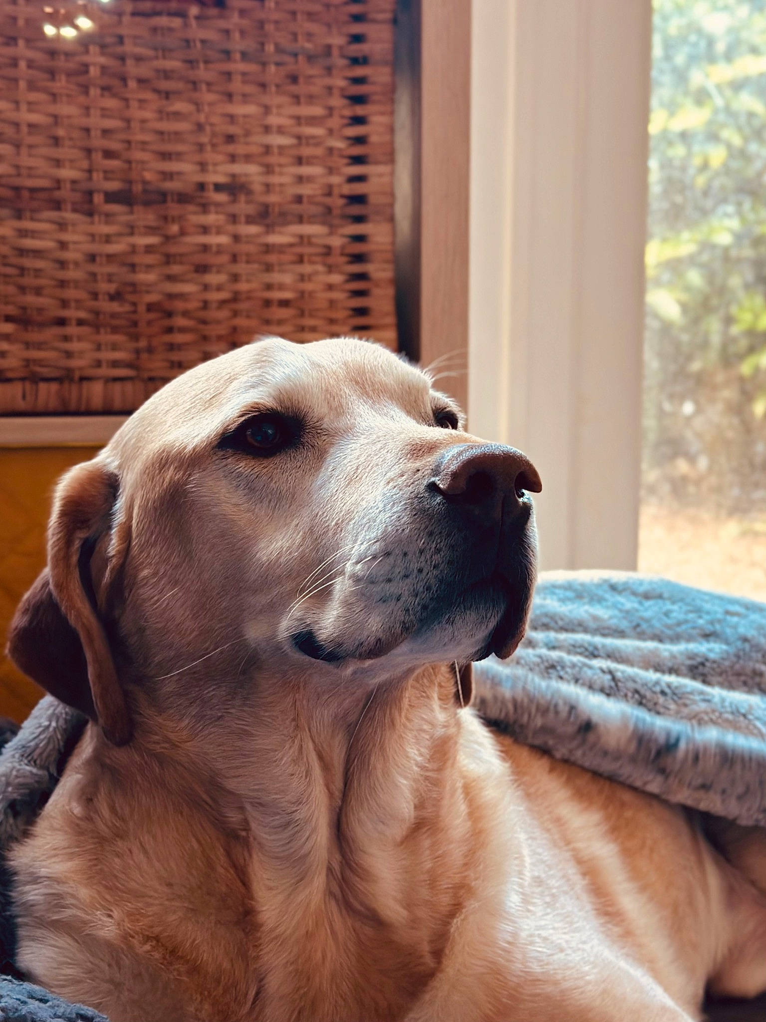 Bailey joined the competition — help win amazing prizes! ancient_dog_breeds, canidae, carnivore, companion_dog, dog, dog_breed, fawn, flooring, fur, guard_dog, gun_dog, labrador_retriever, retriever, snout, sporting_group, whiskers, window, wood, working_animal, working_dog