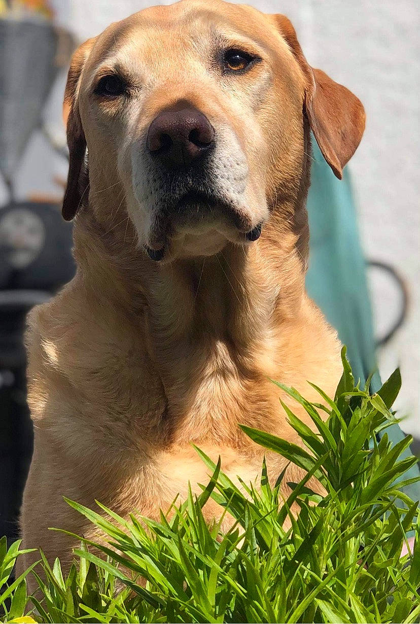 Bailey joined the competition — help win amazing prizes! carnivore, collar, companion_dog, dog, dog_breed, dog_collar, fawn, fur, grass, guard_dog, gun_dog, liver, plant, retriever, snout, sporting_group, terrestrial_animal, whiskers, working_animal, working_dog
