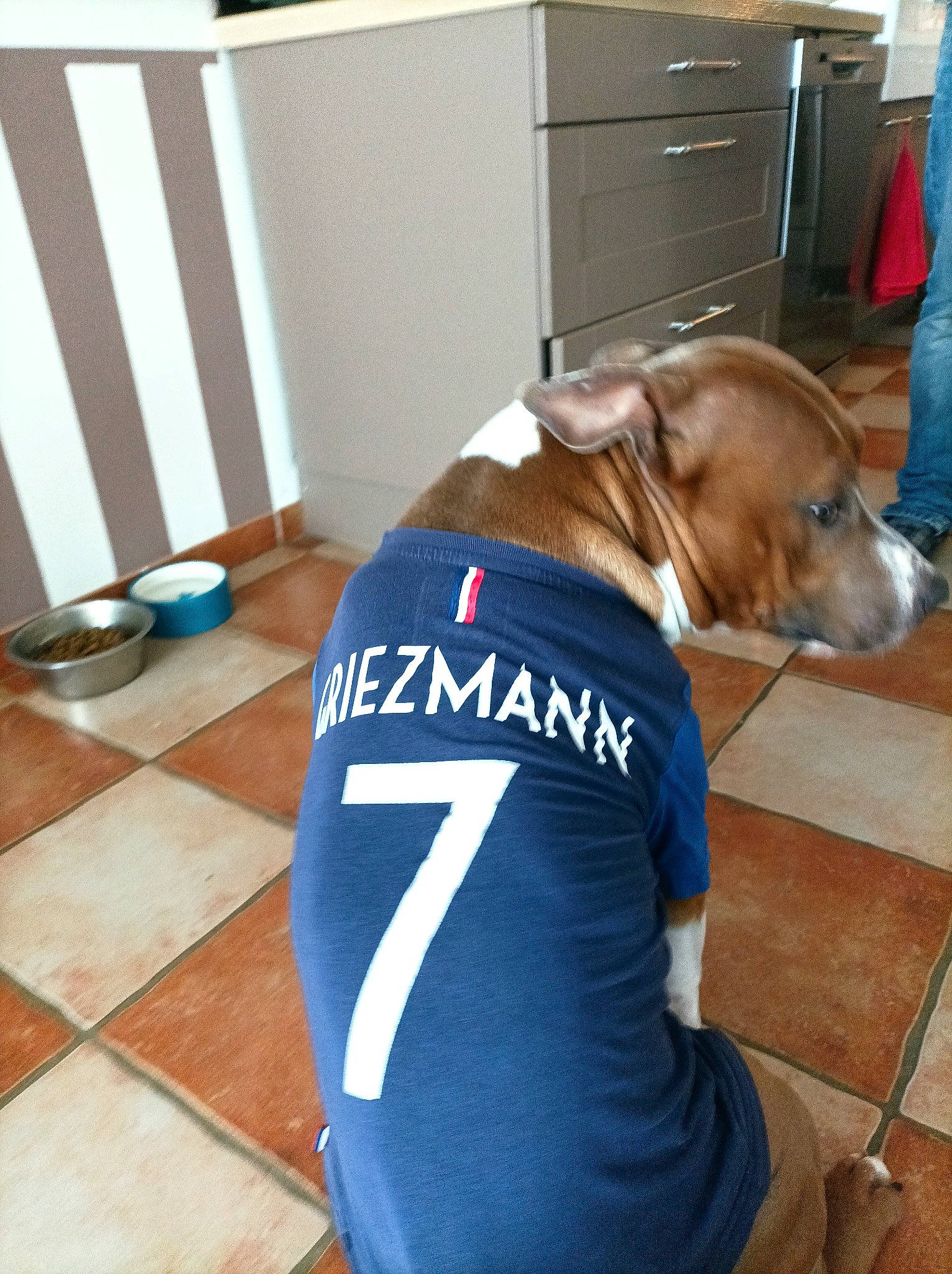 Poppy a rejoint le concours — aidez-le/la à gagner de superbes lots ! cabinetry, carnivore, collar, companion_dog, dog, dog_breed, dog_collar, dog_supply, drawer, electric_blue, fawn, floor, flooring, hardwood, human_leg, leash, liver, pet_supply, wood, working_animal