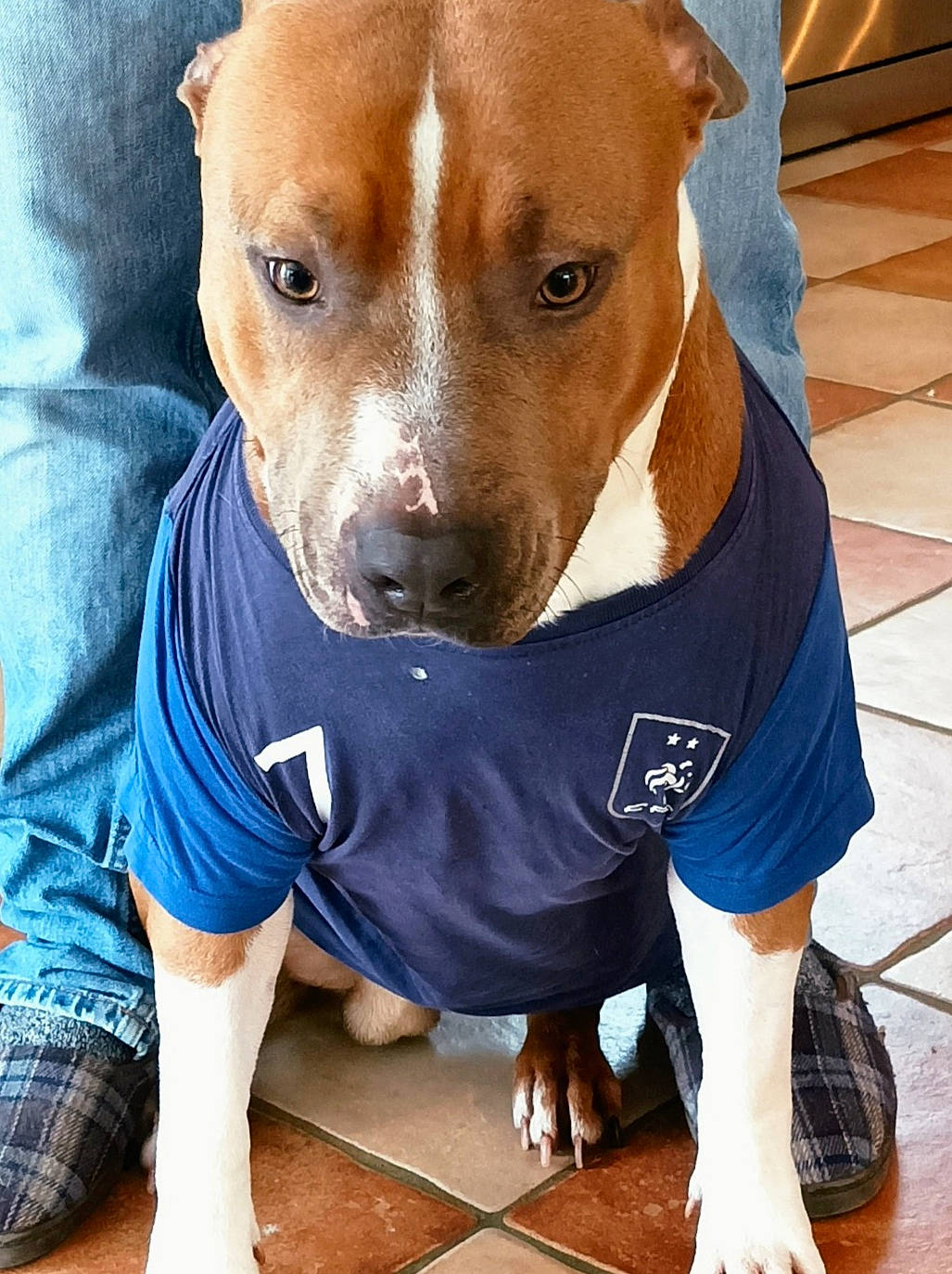 Poppy participe au concours pour gagner de l'argent avec cette photo : active_tank, carnivore, collar, companion_dog, dog, dog_breed, dog_clothes, dog_supply, electric_blue, fawn, flooring, hardwood, sleeve, snout, t_shirt, whiskers, working_animal