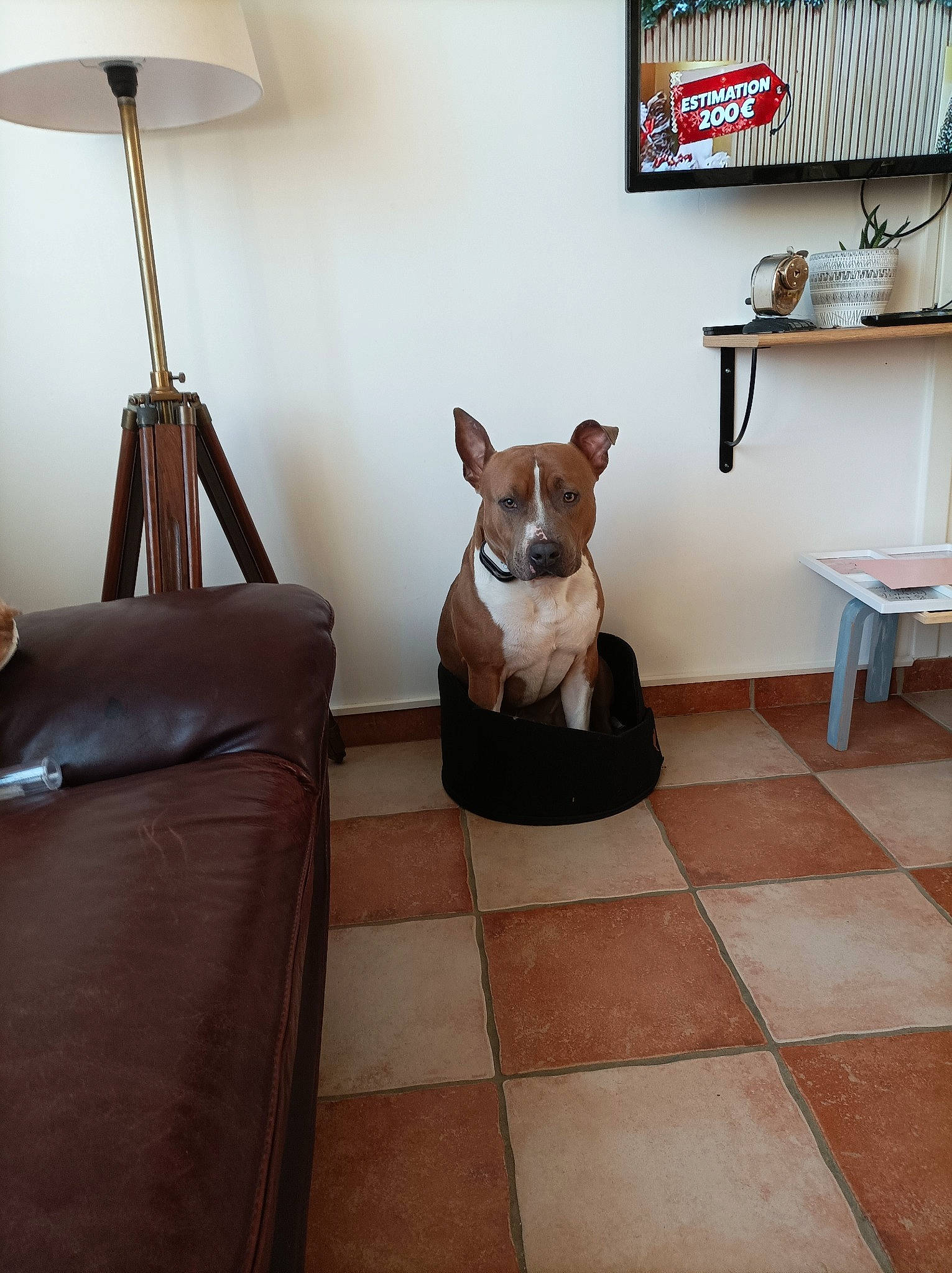 Poppy participe au concours pour gagner de l'argent avec cette photo : brown, carnivore, chair, comfort, companion_dog, dog, dog_breed, fawn, felidae, floor, flooring, furniture, hardwood, interior_design, lighting, living_room, picture_frame, table, window, wood