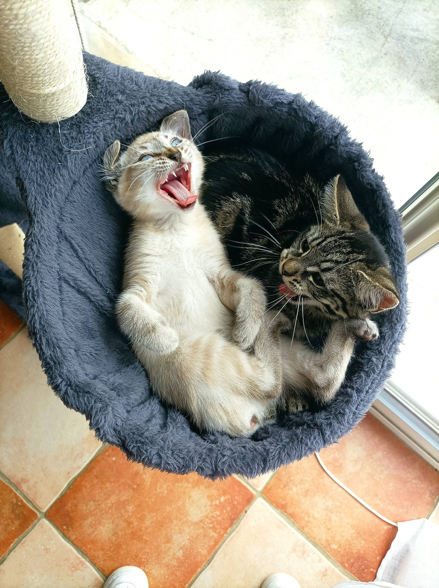 Tigra Et Plume participe au concours pour gagner de l'argent avec cette photo : carnivore, cat, claw, comfort, domestic_short_haired_cat, felidae, flooring, fur, grey, nap, paw, sitting, small_to_medium_sized_cats, snout, tail, whiskers, window