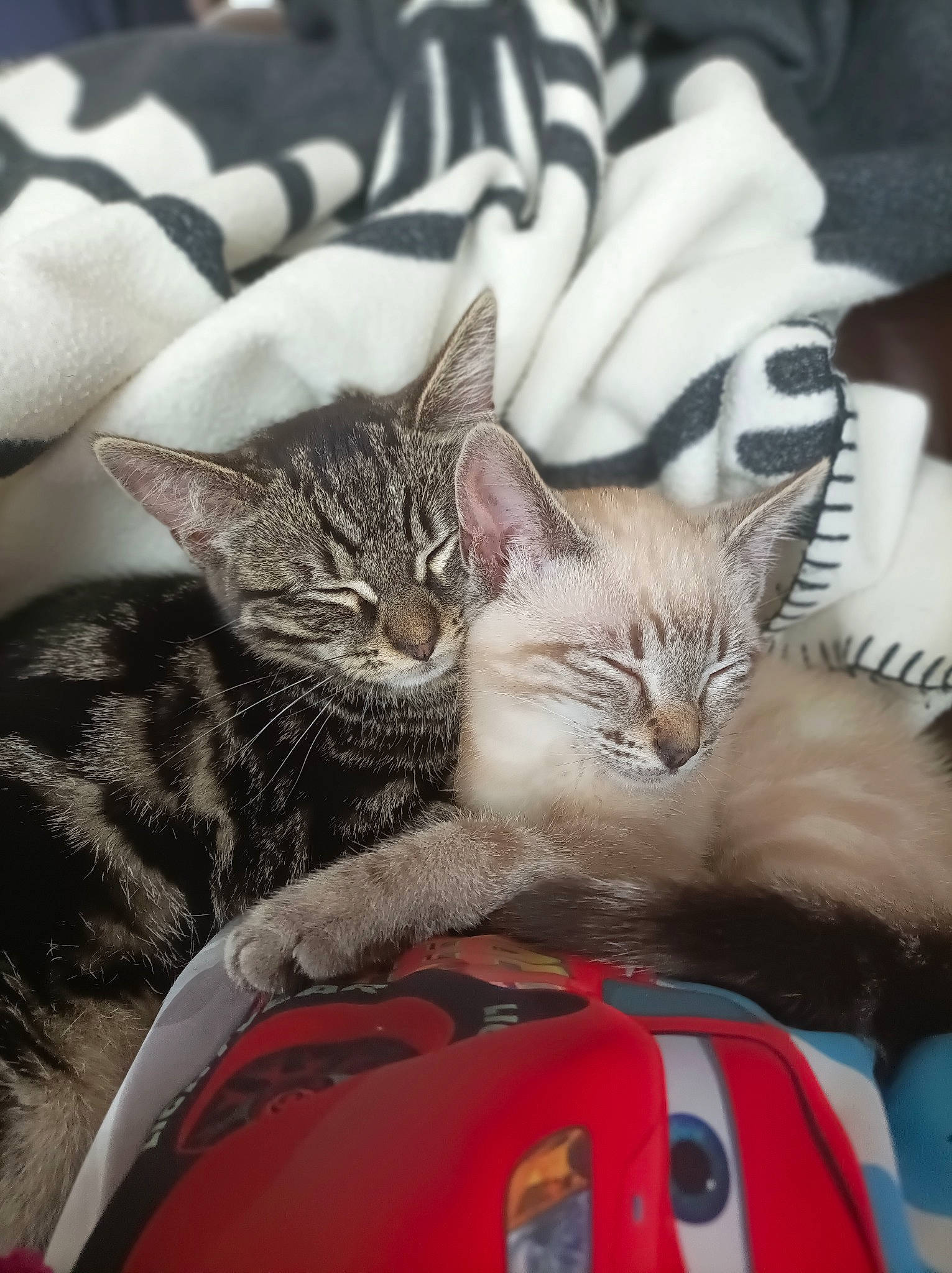 Tigra Et Plume a rejoint le concours — aidez-le/la à gagner de superbes lots ! carnivore, cat, cat_supply, claw, comfort, domestic_short_haired_cat, felidae, fur, linens, mammal, nap, pattern, paw, small_to_medium_sized_cats, snout, vertebrate, whiskers