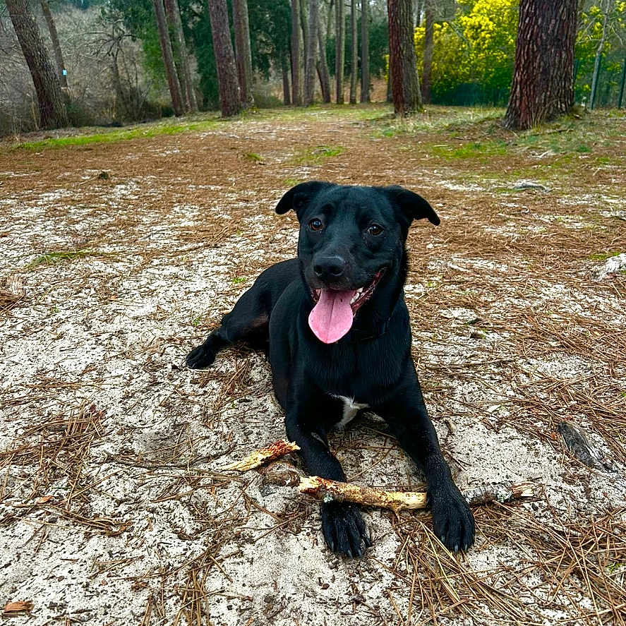 Myla