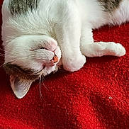 Pompon a rejoint le concours — aidez-le/la à gagner de superbes lots ! cat, sleeping, resting, pet, feline, fur, whiskers, red_blanket, cozy, cute, domestic_animal, animal, relaxation, indoor, soft_texture, closeup, nap, peaceful, white, gray