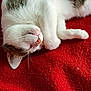 cat, sleeping, resting, pet, feline, fur, whiskers, red_blanket, cozy, cute, domestic_animal, animal, relaxation, indoor, soft_texture, closeup, nap, peaceful, white, gray