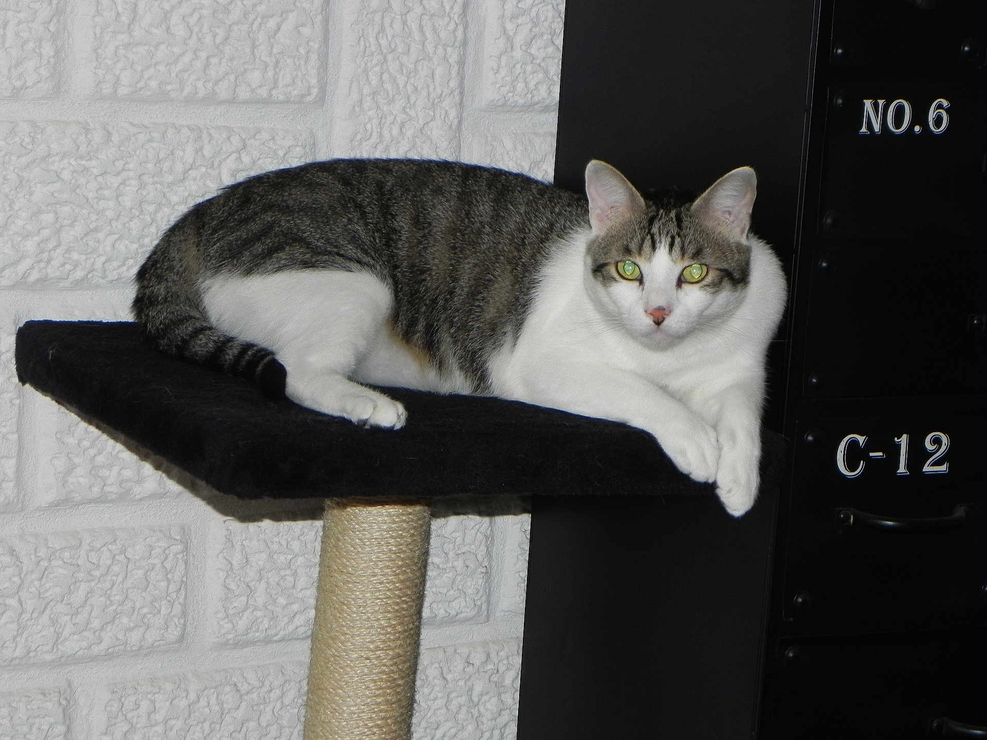 Pompon participe au concours pour gagner de l'argent avec cette photo : cat, tabby, white, scratching_post, platform, green_eyes, feline, pet, indoor, resting, animal, fur, paw, whiskers, closeup, texture, wall, cabinet, black, white_wall