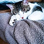 Pompon participe au concours pour gagner de l'argent avec cette photo : cat, sleeping, tabby, white, paw, blanket, couch, pillows, indoor, cozy, resting, fur, pet, cute, relaxation, closeup, animal, home, comfort, soft