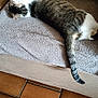 Pompon participe au concours pour gagner de l'argent avec cette photo : cat, tabby, sleeping, couch, towel, indoor, pet, animal, relaxing, feline, fur, tail, resting, comfortable, home, cozy, brown, white, striped, floor