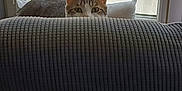 Pompon participe au concours pour gagner de l'argent avec cette photo : cat, curious, peeking, couch, window, curtain, indoor, furniture, ears, eyes, textured, light, shadow, plant, lemon, home, cozy, quiet, animal, pet