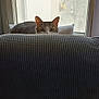 cat, curious, peeking, couch, window, curtain, indoor, furniture, ears, eyes, textured, light, shadow, plant, lemon, home, cozy, quiet, animal, pet