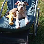 Dita a rejoint le concours — aidez-le/la à gagner de superbes lots ! animal, blue_chair, canine, chair, collar, dinosaur_toy, dog, grass, leisure, nature, outdoor, pet, playful, puppy, relaxing, resting, summer, sunlight, toy, yellow_toy
