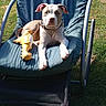 animal, blue_chair, canine, chair, collar, dinosaur_toy, dog, grass, leisure, nature, outdoor, pet, playful, puppy, relaxing, resting, summer, sunlight, toy, yellow_toy